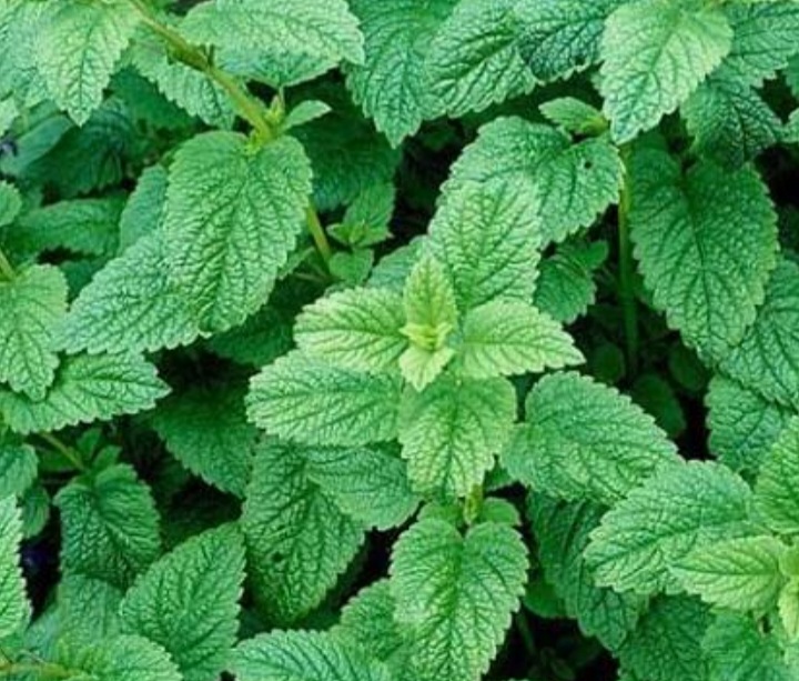 تصویر 4 از گیاه بادرنجبویه صادراتی + خریداستثنایی